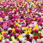 5 Tage Tulpenblüte in Holland mit Rotterdam-Amsterdam-Keukenhof 09.04. – 13.04.2022